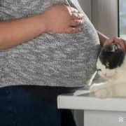 未婚养猫影响生育吗,怀孕和备孕期间可以养猫吗