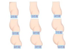 怀孕了的肚子有多大,孕期孩子大小对照图
