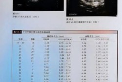 胎儿小肠内径发育标准（胎儿小肠内径发育标准是多少）