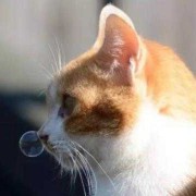 猫咪怀孕感冒了流鼻涕头还歪了是什么情况,猫怀孕期间感冒怎么办啊