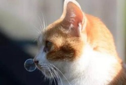 猫咪怀孕感冒了流鼻涕头还歪了是什么情况,猫怀孕期间感冒怎么办啊