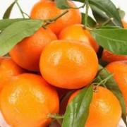 孕期能吃橘子吗（孕期能吃橘子吗早期）