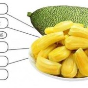 备孕期能吃菠萝吗（备孕期能吃菠萝吗?）
