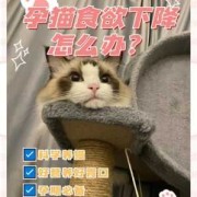 猫孕期饮食（孕猫需要额外补充什么营养）