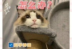猫孕期饮食（孕猫需要额外补充什么营养）