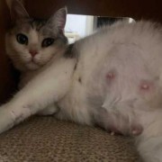 猫的孕期（猫的孕期是多少天）