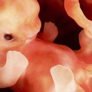 孕期14周胎儿图片（孕十四周胎儿在肚子哪?请教专业人士）