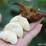 孕期可以吃菱角吗（菱角为什么不能吃）