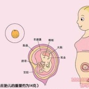 11周胎儿在什么位置（11周胎儿在什么位置）
