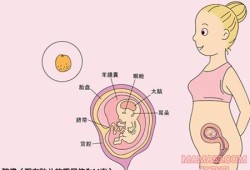11周胎儿在什么位置（11周胎儿在什么位置）