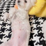 比熊犬孕期（比熊犬孕期多长时间）