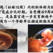 胚胎与胎儿（在古代子嗣的称呼是什么意思）
