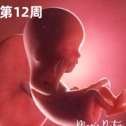 胎儿多大会动（12周宝宝会动吗）