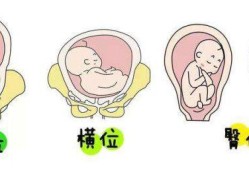 胎儿的头什么时候转下边（胎儿的头什么时候转到下面）