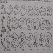 胎儿演化（催生衍生派生怎么区分）