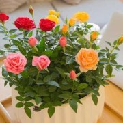 孕期家里可以摆放鲜花吗,孕期梦到花什么预兆