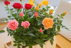 孕期家里可以摆放鲜花吗,孕期梦到花什么预兆