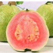 孕妇吃番石榴对胎儿好吗（8个月宝宝可以吃番石榴吗）