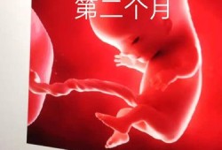 胎儿2个月有多大（胎儿2个月有多大图片）