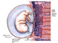 胎盘老化对胎儿有什么影响（孕晚期胎盘老化对胎儿有什么影响）