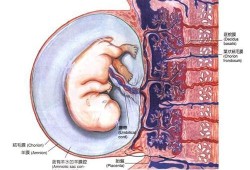 胎盘老化对胎儿有什么影响（孕晚期胎盘老化对胎儿有什么影响）