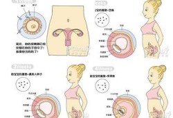 胎儿性别发育过程（人分男女是从哪里发育出来的）