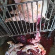 母猪下死胎是什么原因,胎儿死胎原因有哪些