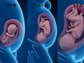 24周胎儿在子宫里图片（24周胎儿在子宫里图片孕期征兆暗）