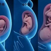 24周胎儿在子宫里图片（24周胎儿在子宫里图片孕期征兆暗）