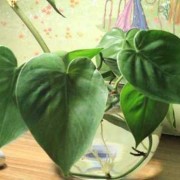 绿萝对孕妇有影响吗,孕期植物神经功能检查有必要做吗