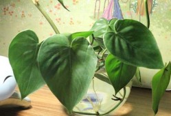 绿萝对孕妇有影响吗,孕期植物神经功能检查有必要做吗