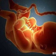 胎儿在肚子里趴着图片（胎儿在肚子里趴着图片）