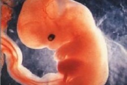 怀孕九周胎儿图片（怀孕九周胎儿图片大全）