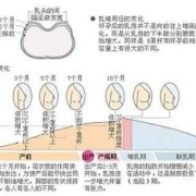 孕期乳房溢乳（孕期乳房溢乳是什么原因）