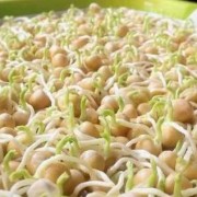 孕妇吃豌豆对胎儿好吗（豌豆发芽了，孕妇可以吃么?求解）