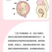 19周胎儿发育标准值（19周孩子可不可以打掉）
