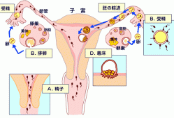 孕期有哪些反应（受精卵著床后孕婦會有什麽反應）