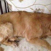 狗对胎儿（老婆怀孕了狗要送人吗）