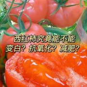 宝宝9个月可以吃西红柿吗,孕期吃番茄的好处和坏处