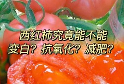 宝宝9个月可以吃西红柿吗,孕期吃番茄的好处和坏处