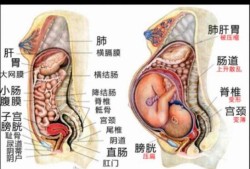 胎儿踢内脏（怀孕小孩内脏缺怎么引起的）