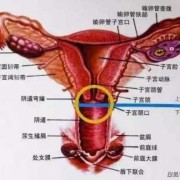 孕期宫颈息肉怎么办,孕期宫颈炎会影响胎儿发育吗