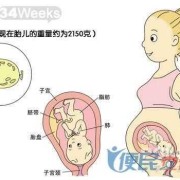 怀孕34天胎儿发育图（怀孕34天胎儿发育图片）
