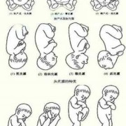 右骶前位胎儿图片（胎儿左骶前位是什么意思）