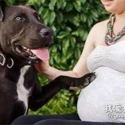 怀孕养狗对胎儿有什么影响（怀孕养狗对胎儿有什么影响大吗）