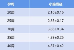 24周胎儿发育标准数据（怀孕24周胎儿双脑室增宽，怎么办）