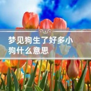 孕期梦见小狗（孕期梦见小狗生男孩女孩）