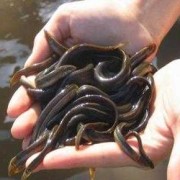 孕期能吃泥鳅吗（11个月宝宝能吃泥鳅吗）