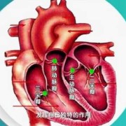 胎儿三尖瓣中度反流（三尖瓣中度返流怎么治）
