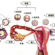 胎儿着床是什么时候（试管婴儿移植几天着床）
